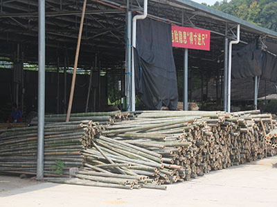  竹胶板原材料—楠竹